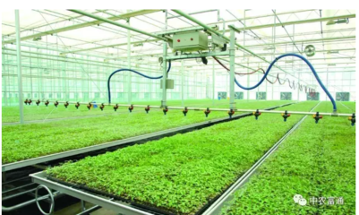 农业科技园区的一面旗帜——孙桥现代农业园区食用农产品的创新之路