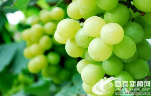 翠屏区首张食用农产品合格证启用 守护百姓“菜篮子”安全